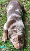 Joker, a male Catahoula Leopard Dog for sale in Moran, MI – 6 of 6