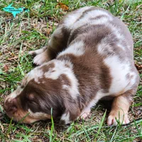 Oakley, a female Catahoula Leopard Dog for sale in Moran, MI – 3 of 10