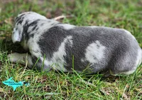 Mia, a female Catahoula Leopard Dog for sale in Moran, MI – 5 of 10