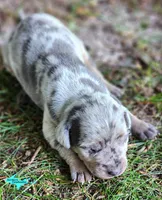 Atlas, a male Catahoula Leopard Dog for sale in Moran, MI – 3 of 10