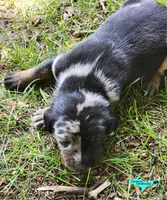 Blaze, a male Catahoula Leopard Dog for sale in Moran, MI – 6 of 6