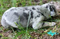 Atlas, a male Catahoula Leopard Dog for sale in Moran, MI – 9 of 10