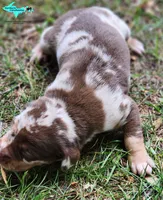 Oakley, a female Catahoula Leopard Dog for sale in Moran, MI – 9 of 10