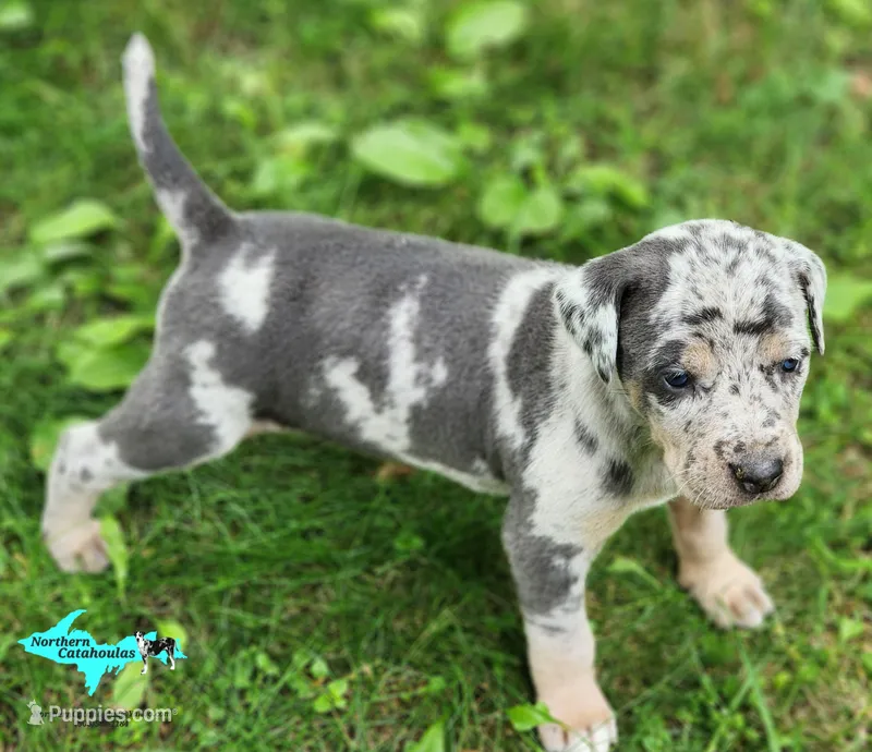 Mia – Catahoula Leopard Dog puppy for sale in Moran, MI