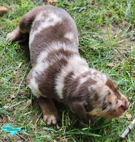Joker, a male Catahoula Leopard Dog for sale in Moran, MI – 4 of 6