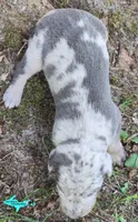 Apollo, a male Catahoula Leopard Dog for sale in Moran, MI – 6 of 7