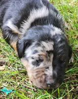 Blaze, a male Catahoula Leopard Dog for sale in Moran, MI – 1 of 6
