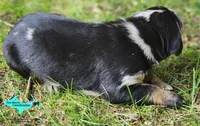 Blaze, a male Catahoula Leopard Dog for sale in Moran, MI – 2 of 6