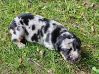 Bandit, a male Catahoula Leopard Dog for sale in Moran, MI – 2 of 9