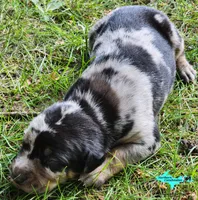 Bandit, a male Catahoula Leopard Dog for sale in Moran, MI – 4 of 9