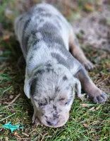 Atlas, a male Catahoula Leopard Dog for sale in Moran, MI – 7 of 10