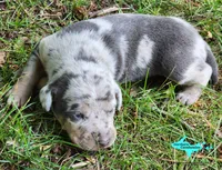 Mia, a female Catahoula Leopard Dog for sale in Moran, MI – 6 of 10