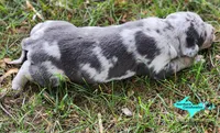 Mia, a female Catahoula Leopard Dog for sale in Moran, MI – 4 of 10