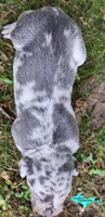 Marley, a female Catahoula Leopard Dog for sale in Moran, MI – 2 of 10