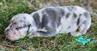 Atlas, a male Catahoula Leopard Dog for sale in Moran, MI – 5 of 10