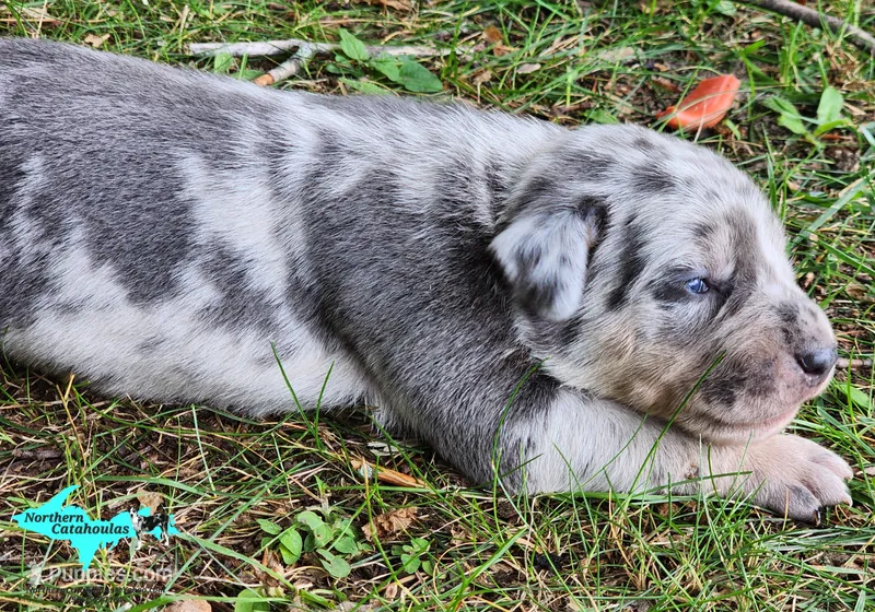 Marley – Catahoula Leopard Dog puppy for sale in Moran, MI