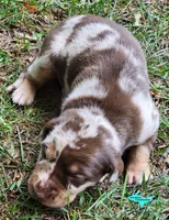 Oakley, a female Catahoula Leopard Dog for sale in Moran, MI – 5 of 10