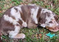 Oakley, a female Catahoula Leopard Dog for sale in Moran, MI – 7 of 10