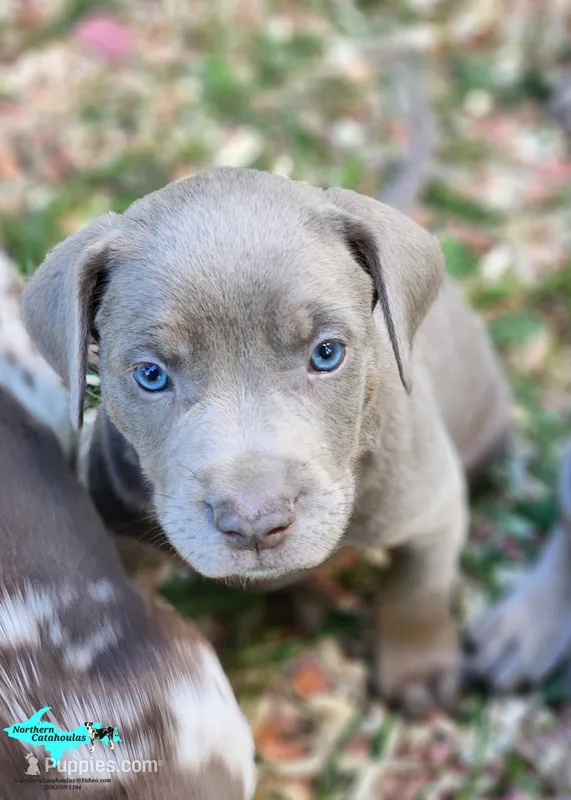 Milo – Catahoula Leopard Dog puppy on hold in Moran, MI