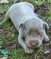 Milo, a male Catahoula Leopard Dog for sale in Moran, MI – 3 of 6
