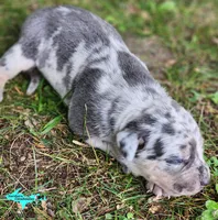 Marley, a female Catahoula Leopard Dog for sale in Moran, MI – 4 of 10