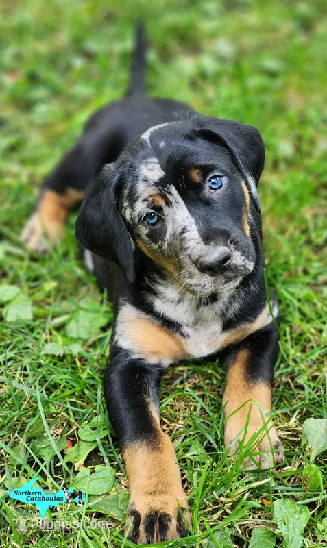 Blaze – Catahoula Leopard Dog puppy on hold in Moran, MI