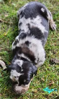 Bandit, a male Catahoula Leopard Dog for sale in Moran, MI – 7 of 9