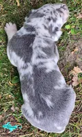 Marley, a female Catahoula Leopard Dog for sale in Moran, MI – 5 of 10