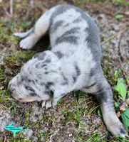 Apollo, a male Catahoula Leopard Dog for sale in Moran, MI – 3 of 7