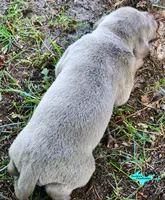 Milo, a male Catahoula Leopard Dog for sale in Moran, MI – 6 of 6
