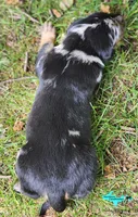 Blaze, a male Catahoula Leopard Dog for sale in Moran, MI – 3 of 6