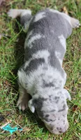 Mia, a female Catahoula Leopard Dog for sale in Moran, MI – 9 of 10