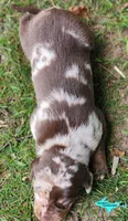 Joker, a male Catahoula Leopard Dog for sale in Moran, MI – 3 of 6