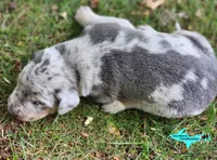 Apollo, a male Catahoula Leopard Dog for sale in Moran, MI – 4 of 7