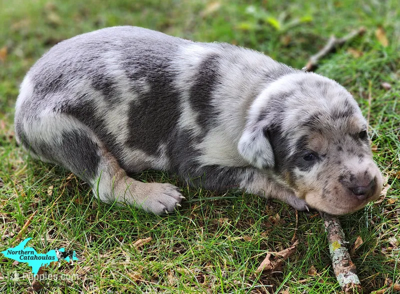 Mia – Catahoula Leopard Dog puppy for sale in Moran, MI