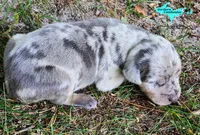Atlas, a male Catahoula Leopard Dog for sale in Moran, MI – 6 of 10