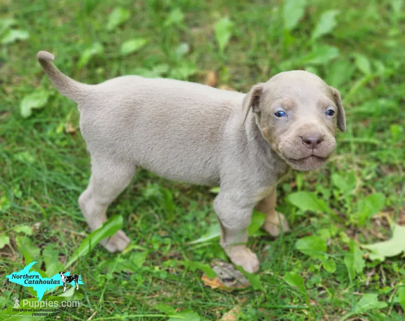 Milo – Catahoula Leopard Dog puppy for sale in Moran, MI
