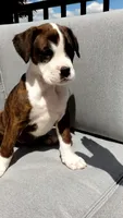 Piper, a female Boxer for sale in Fredericksburg, OH – 2 of 4