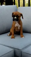 Max, a male Boxer for sale in Fredericksburg, OH – 1 of 5
