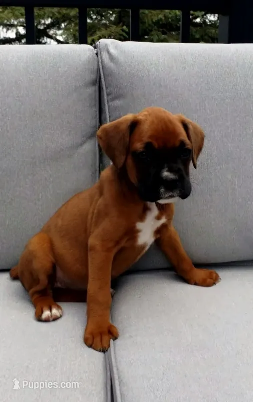 Lola – Boxer puppy for sale in Fredericksburg, OH