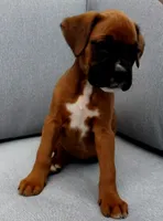 Lola, a female Boxer for sale in Fredericksburg, OH – 2 of 4
