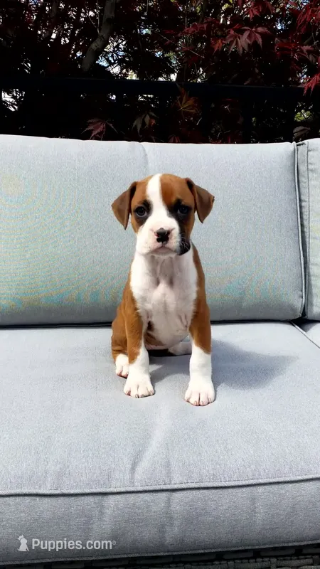 Poppy – Boxer puppy for sale in Fredericksburg, OH