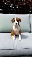 Poppy, a female Boxer for sale in Fredericksburg, OH – 1 of 4