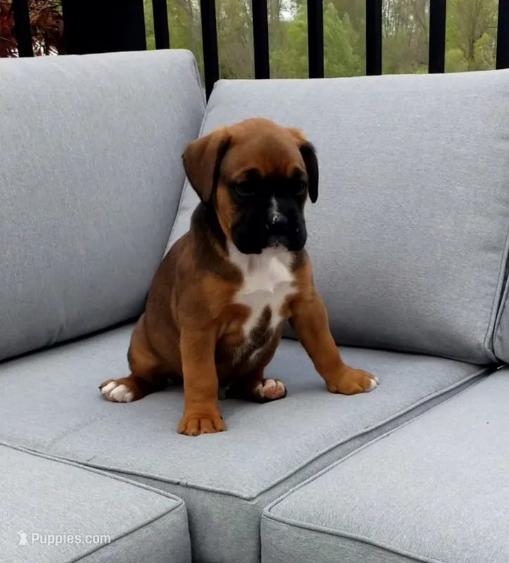 Duke – Boxer puppy for sale in Fredericksburg, OH