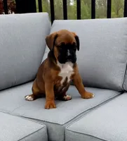Duke, a male Boxer for sale in Fredericksburg, OH – 1 of 4