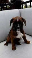 Izzy, a female Boxer for sale in Fredericksburg, OH – 1 of 5
