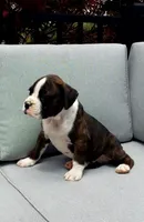 Cooper, a male Boxer for sale in Fredericksburg, OH – 3 of 5