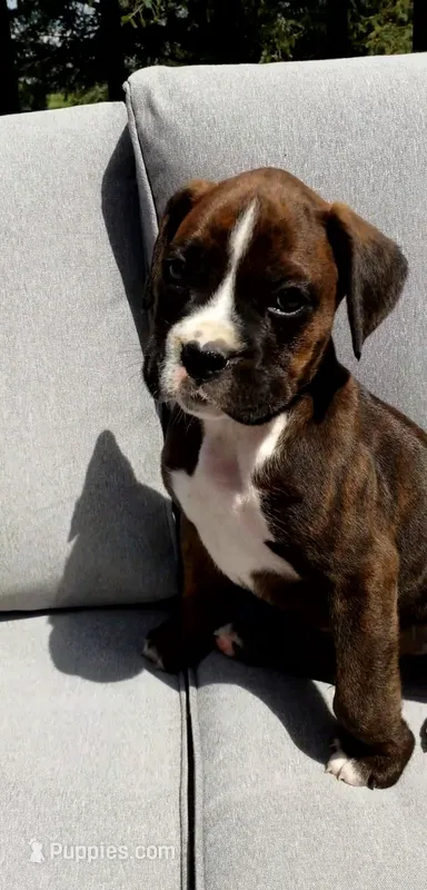 Bentley  – Boxer puppy for sale in Fredericksburg, OH