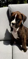 Bentley , a male Boxer for sale in Fredericksburg, OH – 3 of 4