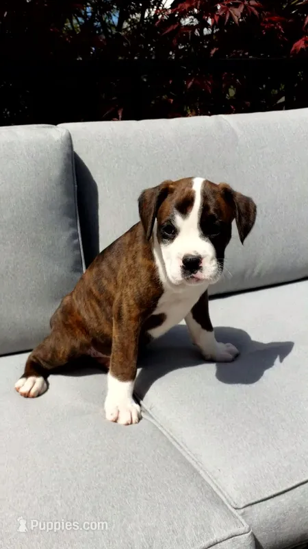 Piper – Boxer puppy for sale in Fredericksburg, OH